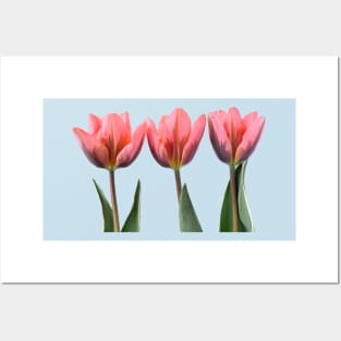 Tulipa &#39;Pretty Princess&#39; Triumph Group Tulip Posters and Art